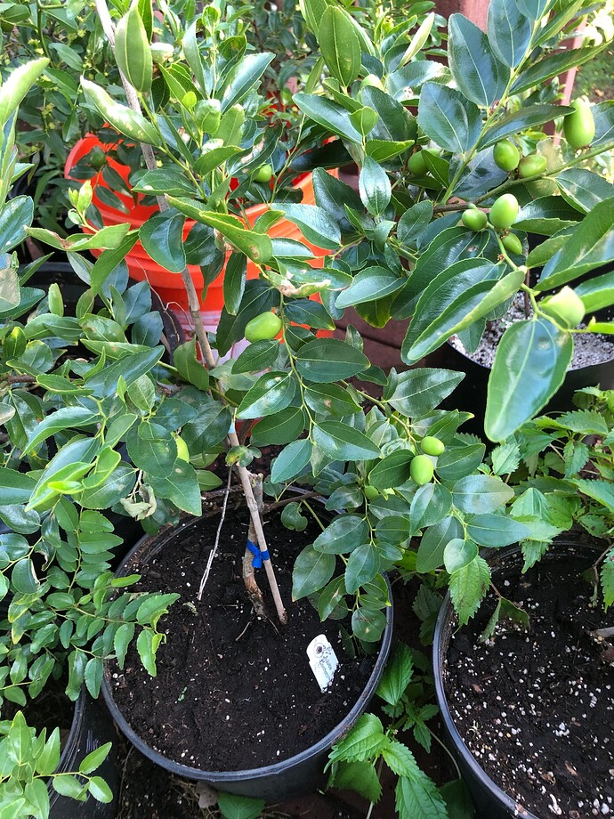 confetti_potted_08-25-2022