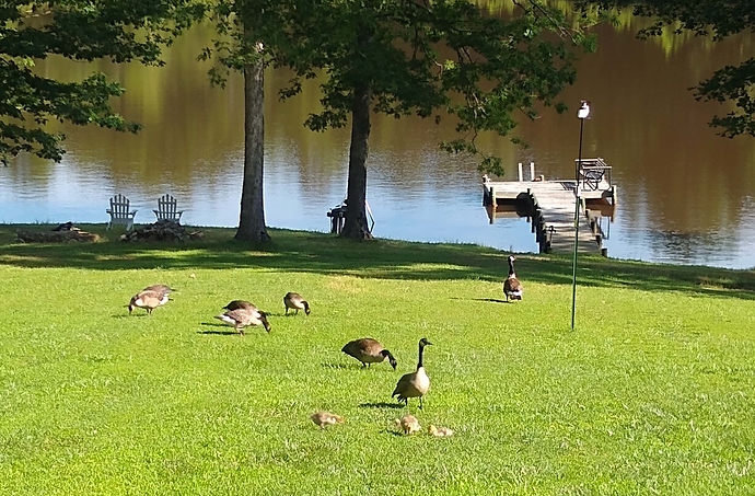 Geese