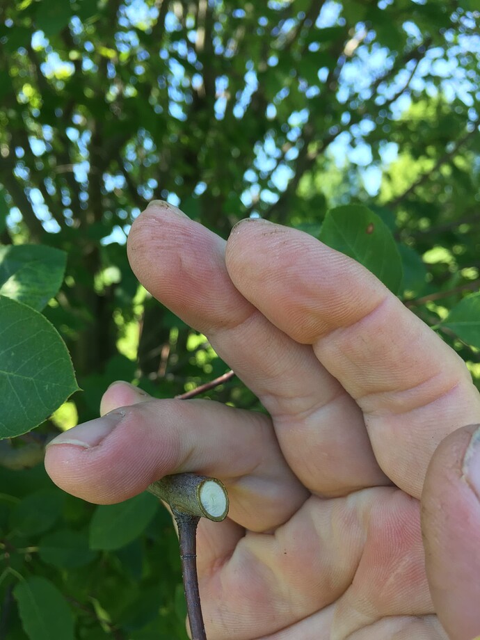 Okatsune Cut one where I wished the angled cut to be at