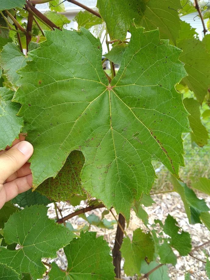 IMG_20200916_124515001