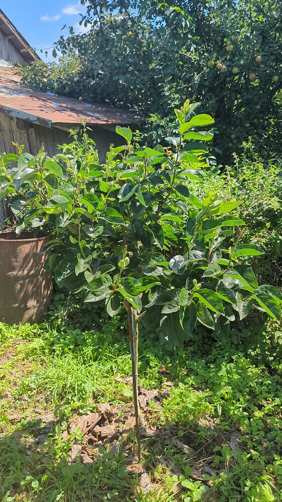 PXL_20240731_093558247