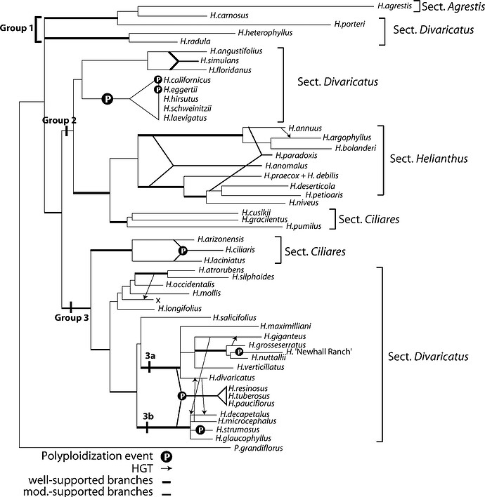 Helianthus Phylogenic Tree Sunflower