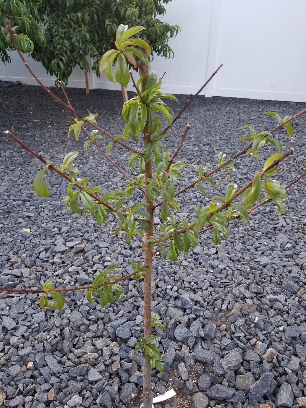 New Bare Root Peach Won't Grow General Fruit Growing Growing Fruit