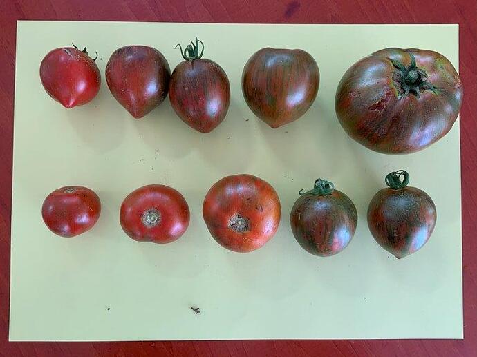 Purple Zebra F2 Koen 2023