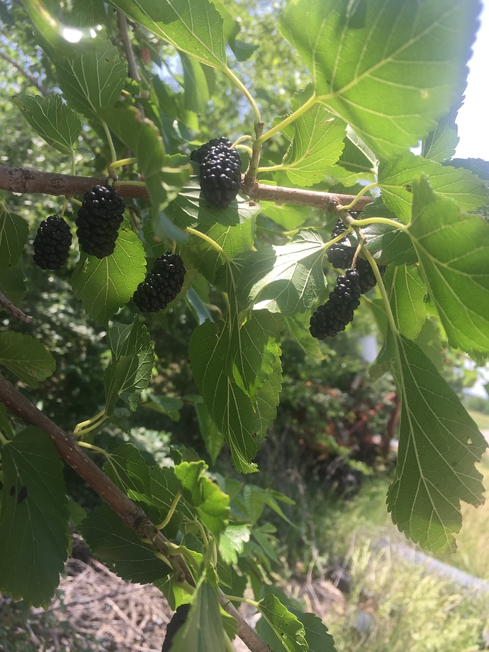 62F79936-ADBE-4976-A390-E46AC430F432