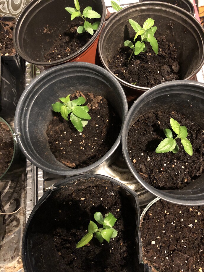 Jujube_seedlings_11-21-2021