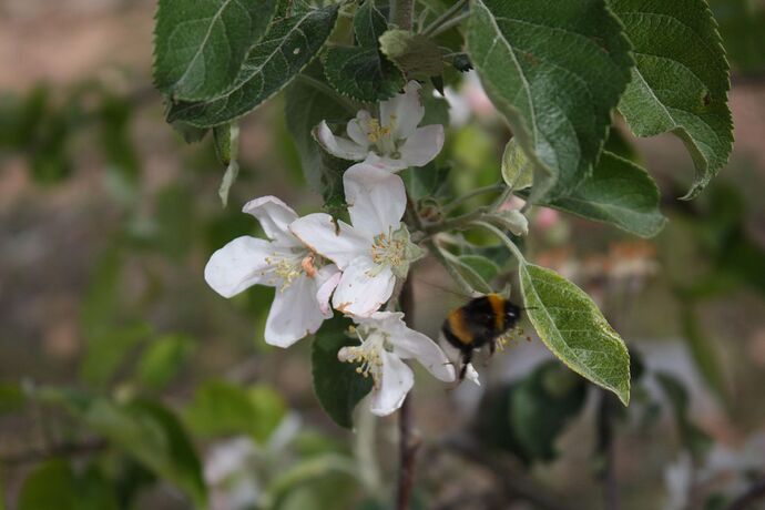 bombus terrestris 2