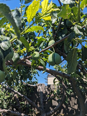 PXL_20240707_201858934