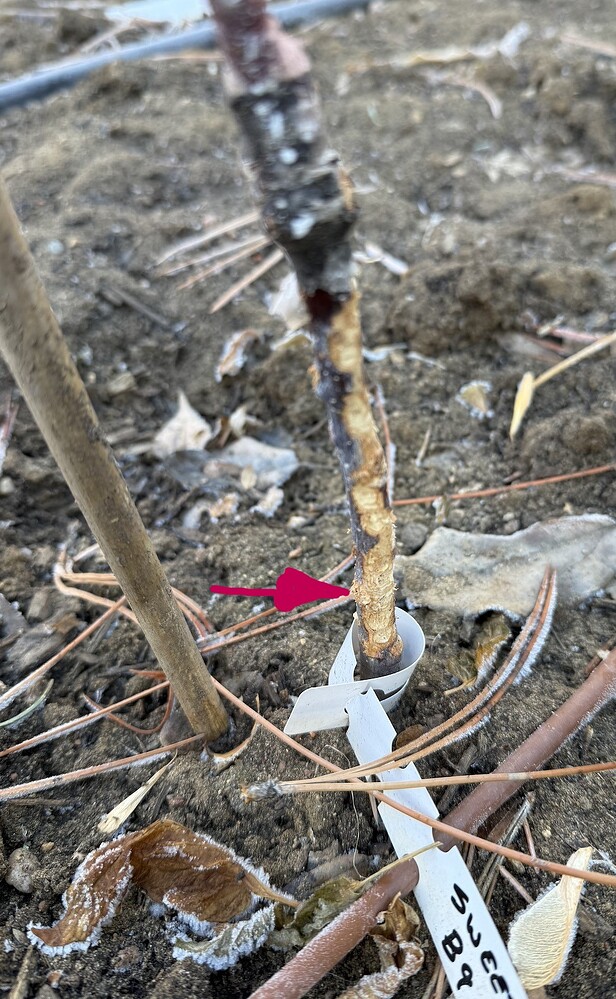 d4922c98a2c7fbf0ad23dc67308fc9951495999d if this damage continues on backside, than girdled