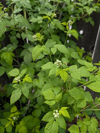 PXL_20250515_201515937