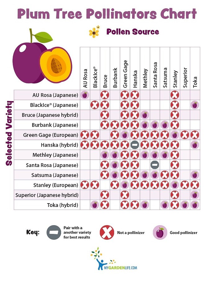2019_08_105400 pollination chart plum 750px