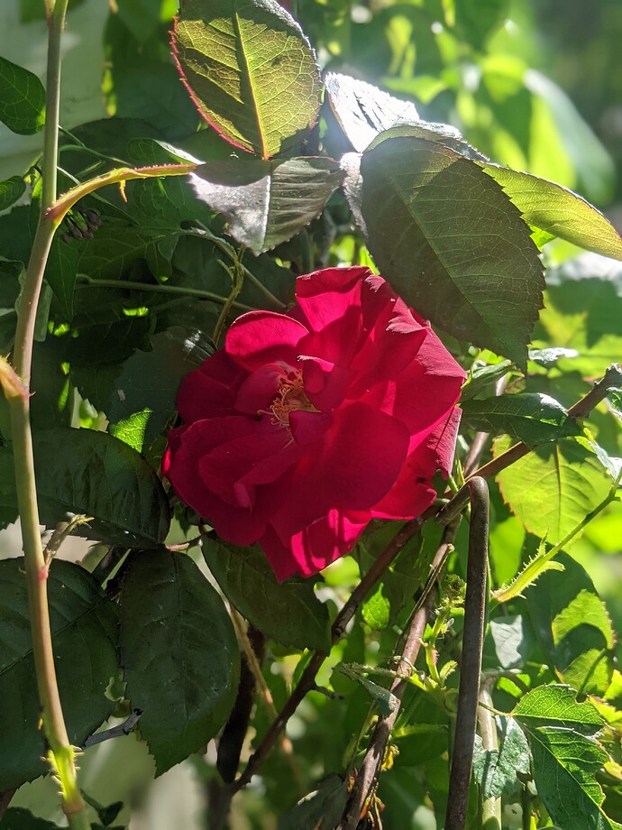 PXL_20220627_005016919.PORTRAIT