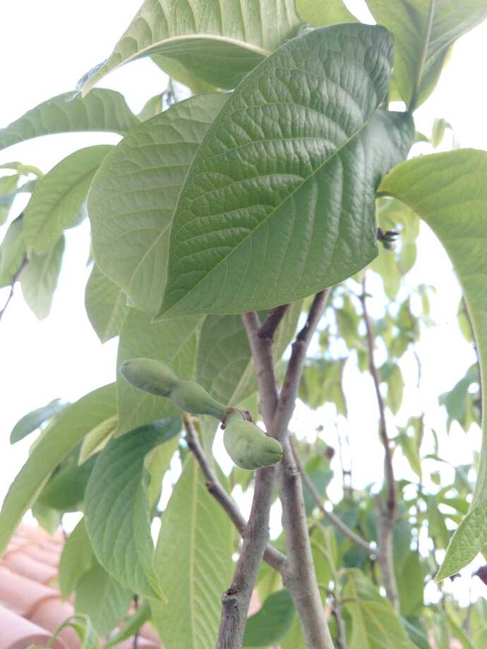 Imagem WhatsApp 2023-05-08 às 19.20.05