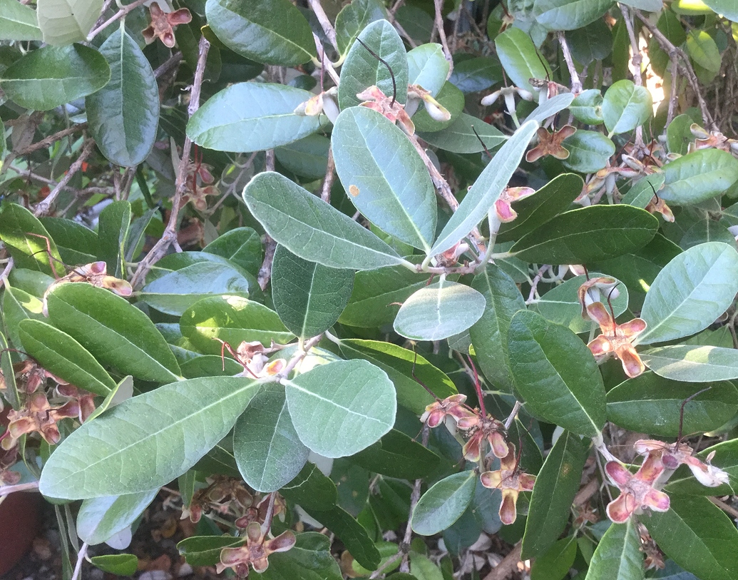 Pineapple guava edible flower petals General Fruit Growing Growing