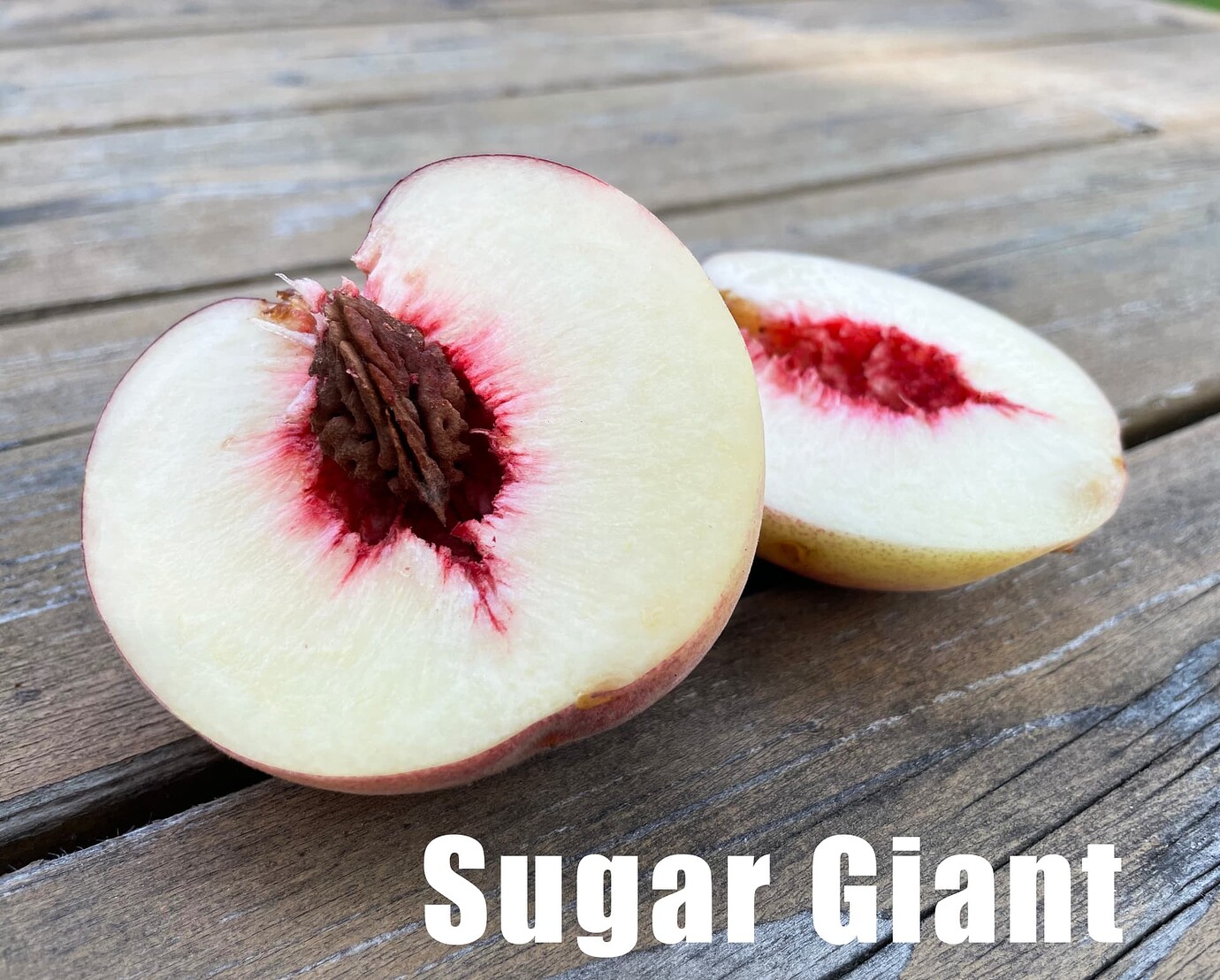 Sugar Giant Peach General Fruit Growing Growing Fruit