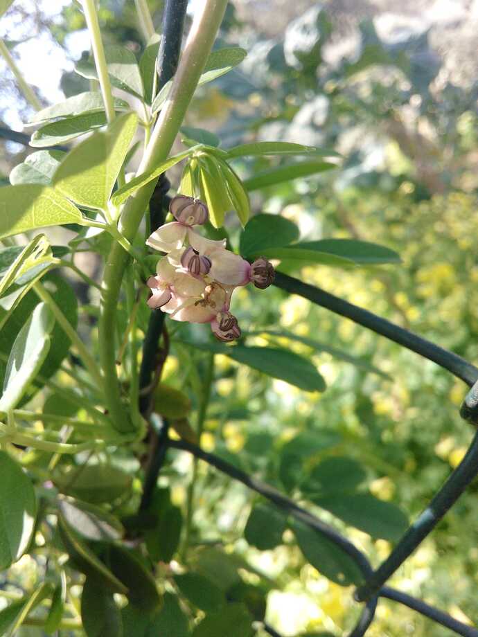 Imagem WhatsApp 2023-03-26 às 16.00.39