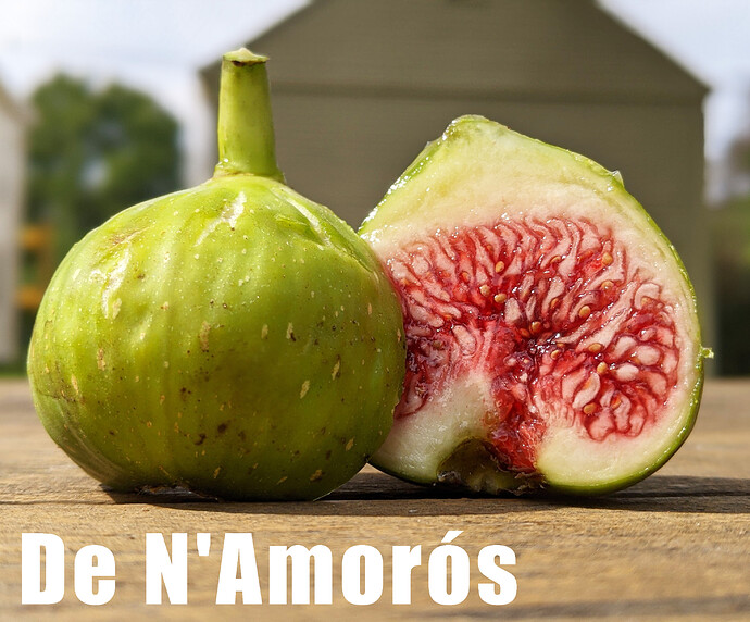 De N'Amorós