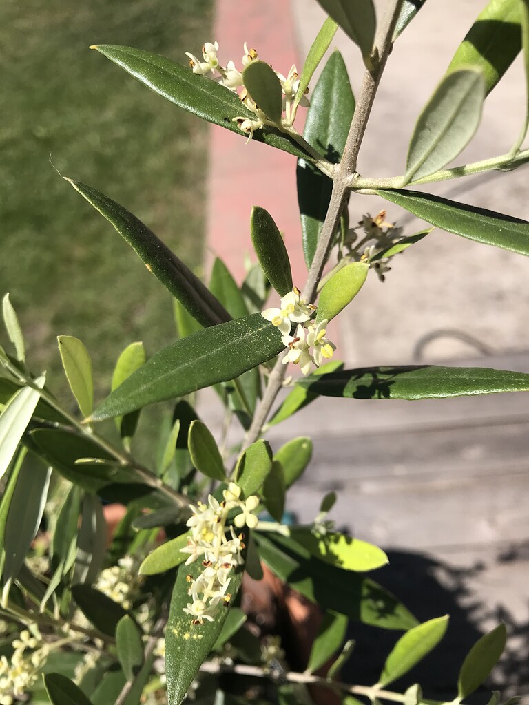 Will my Olive Tree Bear Fruit? General Fruit Growing Growing Fruit