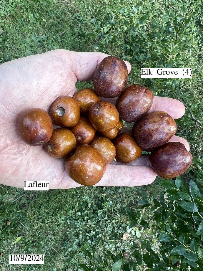 Elk_grove_st_10-09-2024