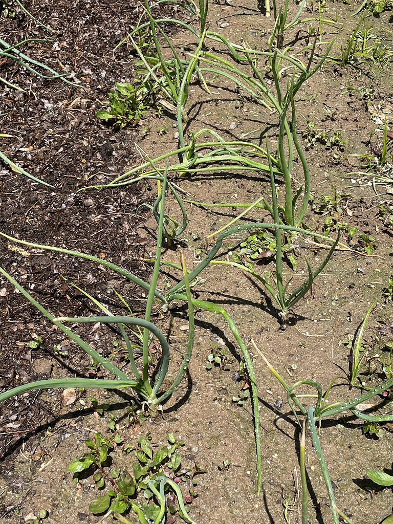 Why do my onions look so bad? General Gardening Growing Fruit