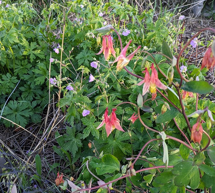 columbine