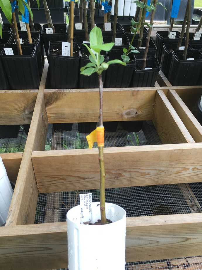 Grafts%202019%20apple%20Devonshire%20Crimson%20Queen%20on%20M7