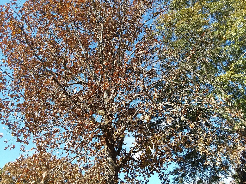 Rake and dispose or rake and use as mulch - General Fruit Growing ...