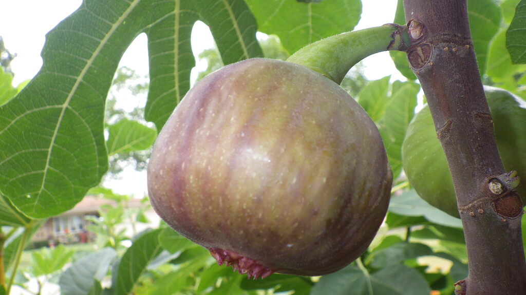 The 2017 fig season General Fruit Growing Growing Fruit