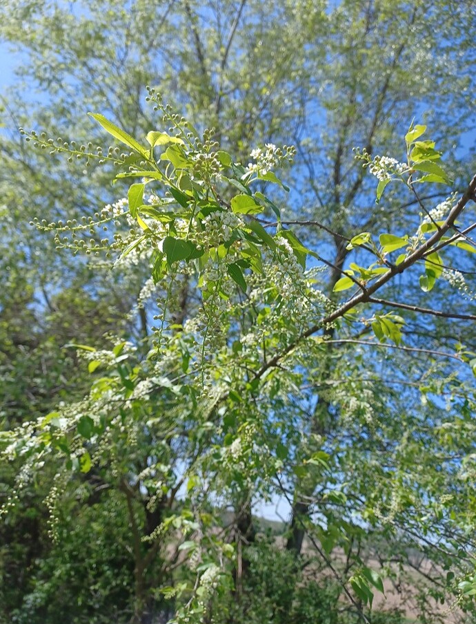 Screenshot_20240414_130831_Gallery