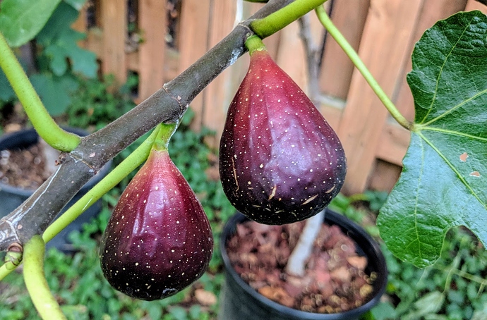 LSU%20Purple%2008-30-2019