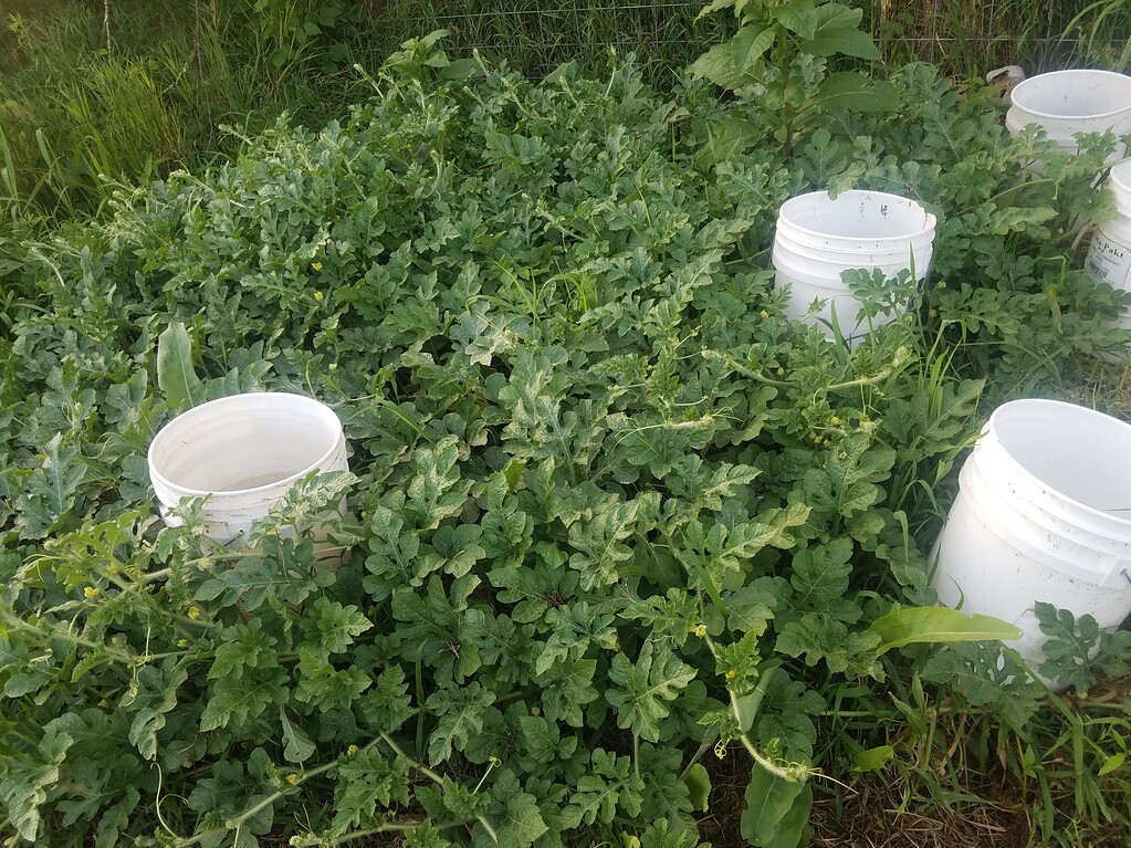 Dessert King Watermelon growing 2019 General Gardening Growing Fruit