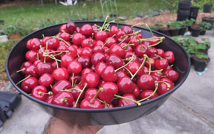 Cherry harvest