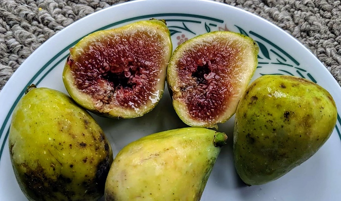 Dalmatie%2008-19-2019