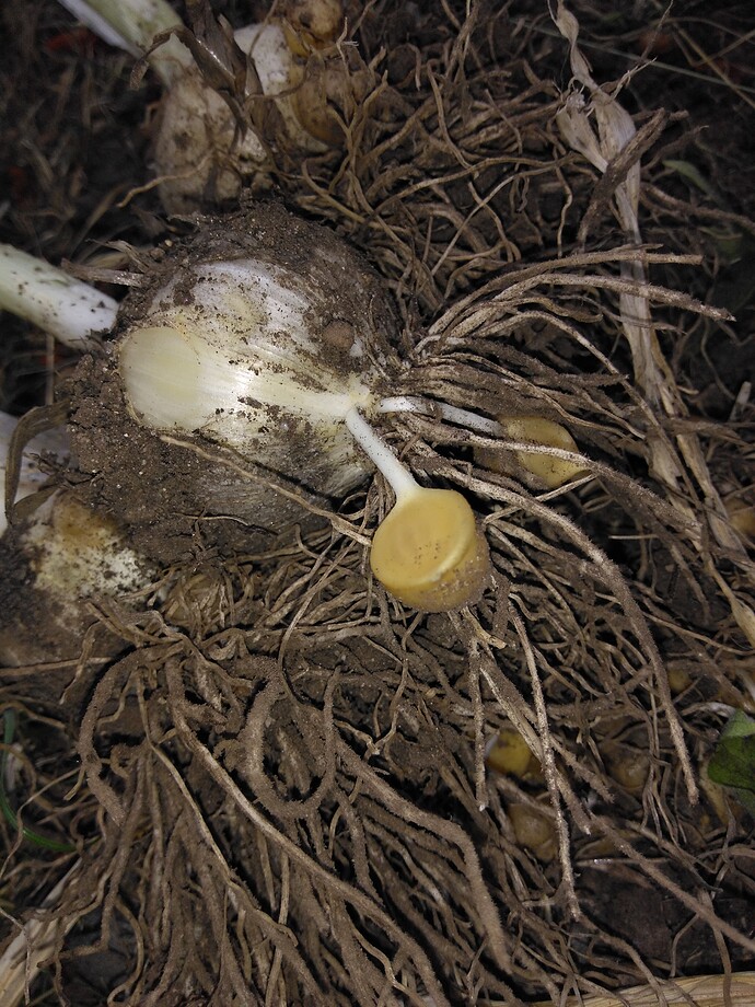 IMG_20220705_184845381