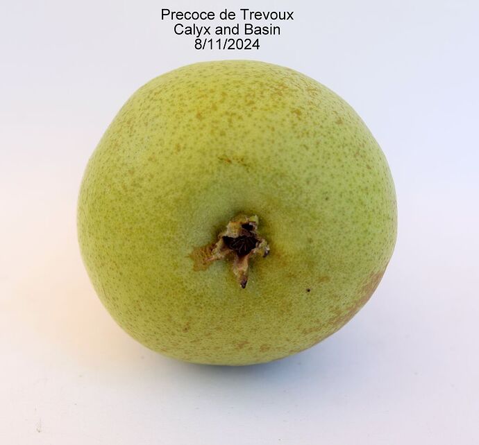 Precoce de Trevoux#3RS