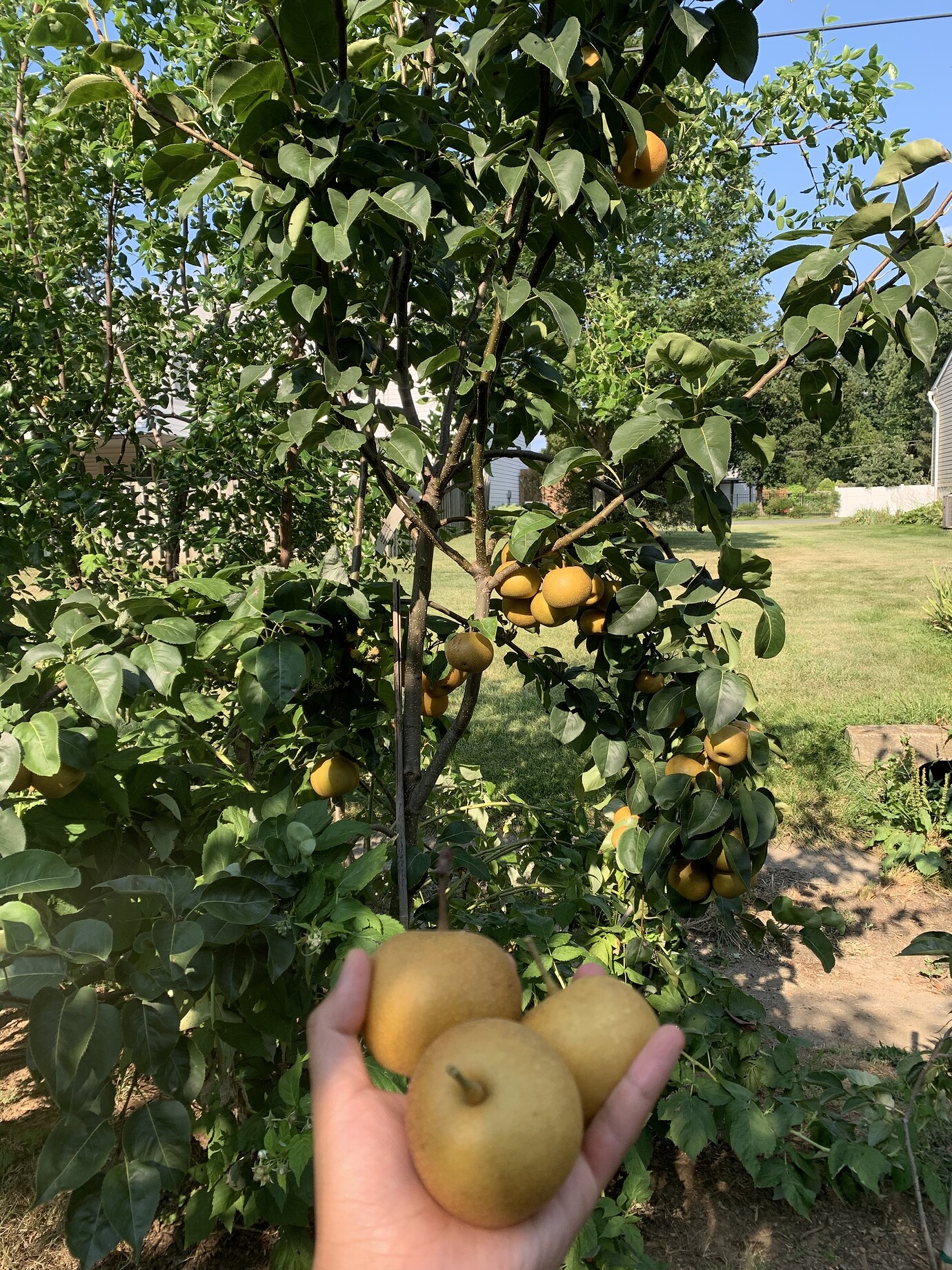Here comes the 2021 Apple and pear harvest! General Fruit Growing