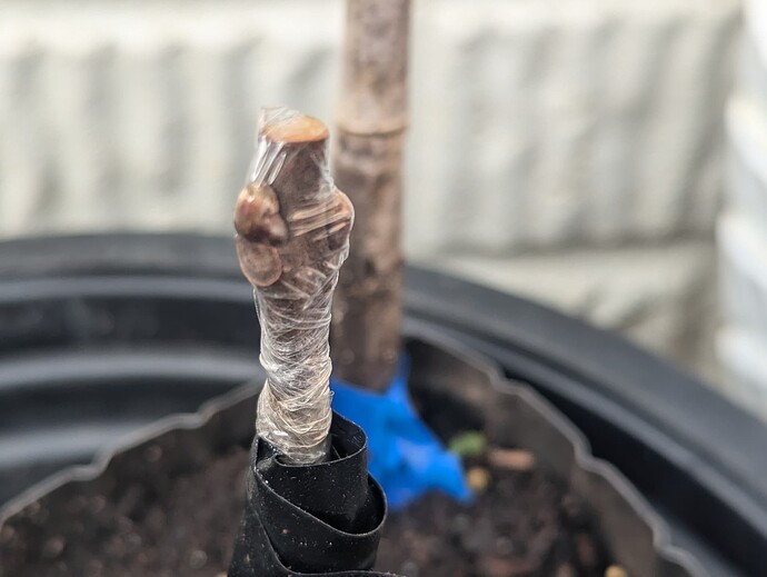 PXL_20240725_131604805