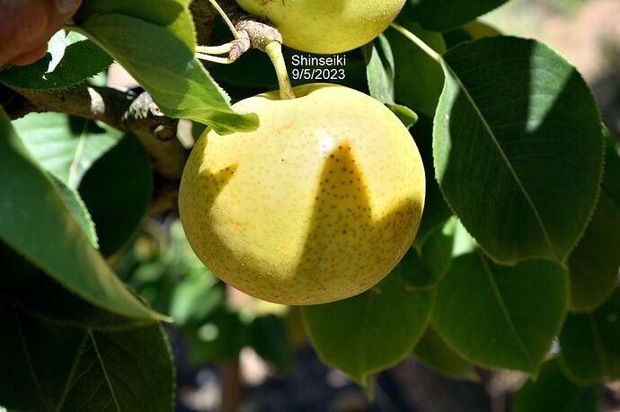 Shinseiki9_5_23RSDSC_0003_001