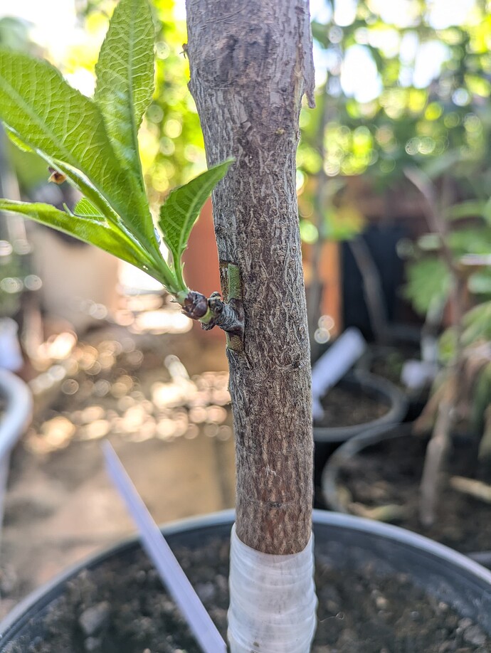 PXL_20250428_124020159