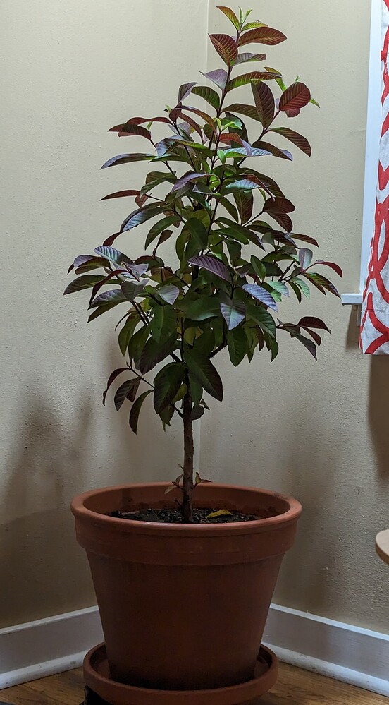 PXL_20230201_060720102