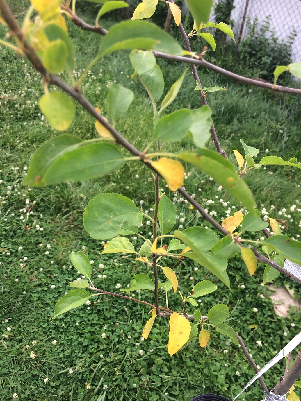Yellowing of apple leaves General Fruit Growing Growing Fruit