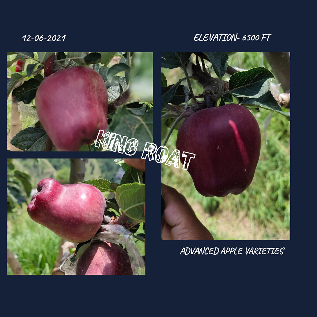 King Roat 😍 General Fruit Growing Growing Fruit