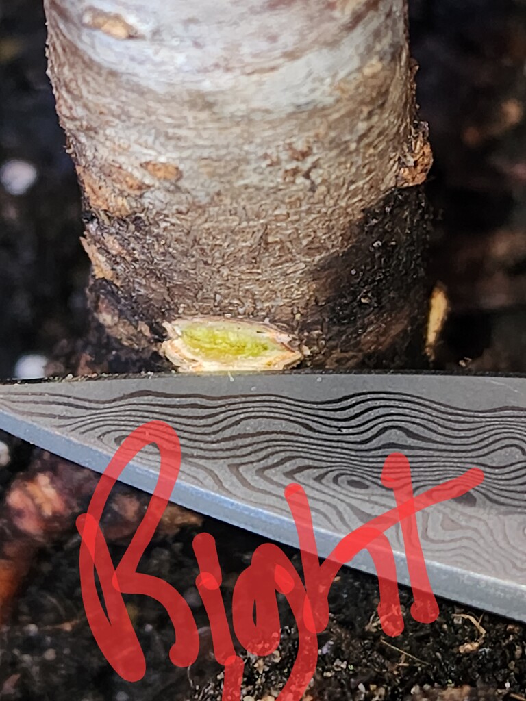 Potted peaches alive after freeze? General Fruit Growing Growing Fruit