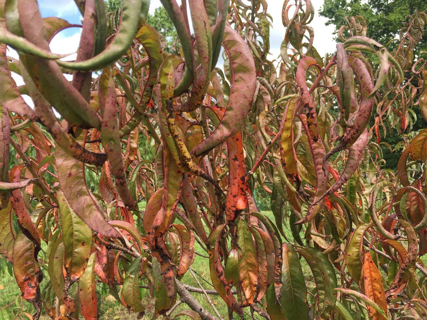 Peach leaves turning red - General Fruit Growing - Growing Fruit