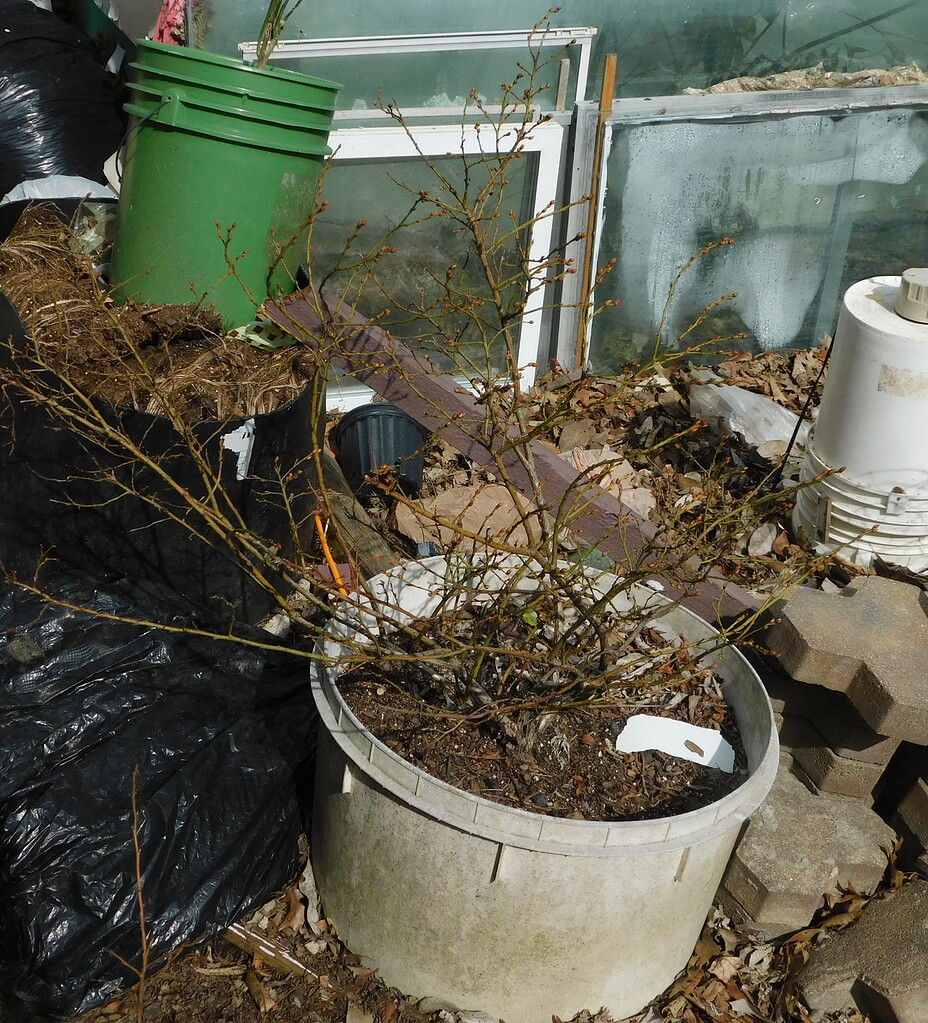 When should I fertilize my blue & honey berry bushes General Fruit