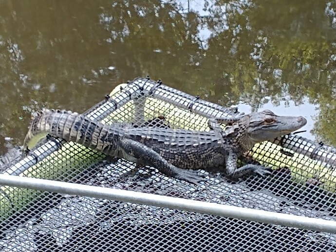 5-24-24 gator
