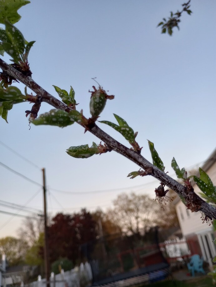IMG_20230413_192549836_HDR