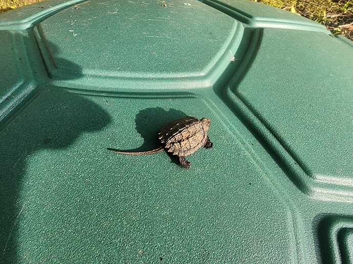 tort