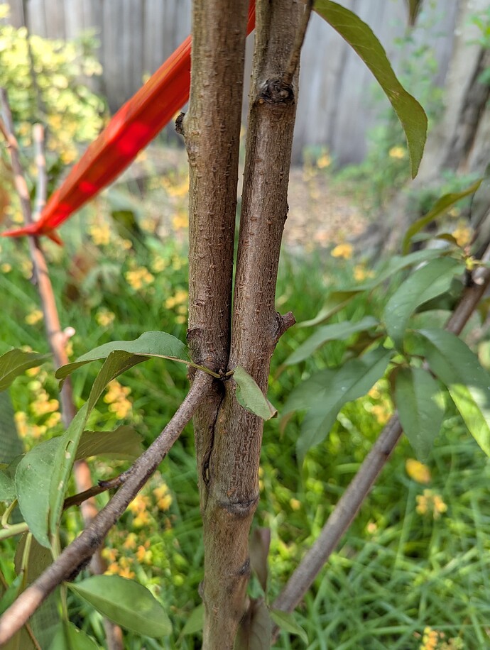 PXL_20250601_180712618