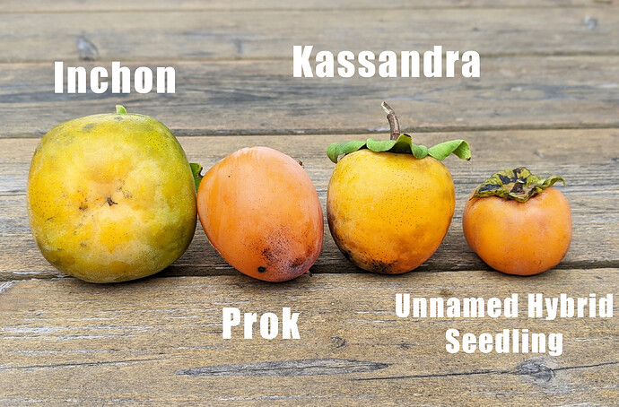2021 Persimmons